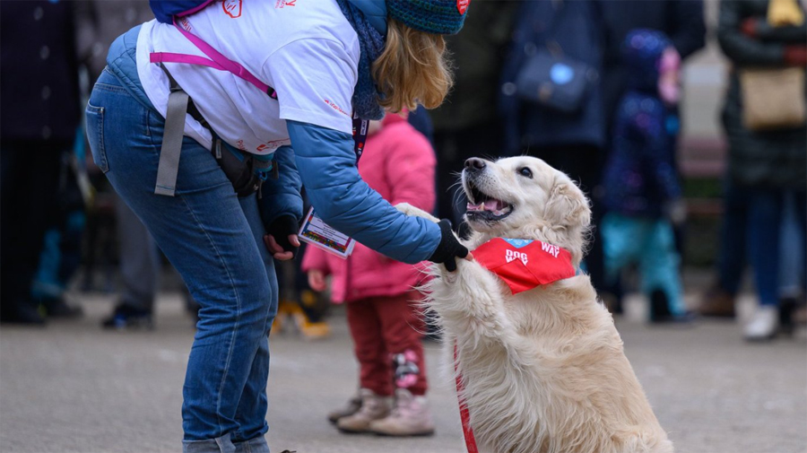 Golden retrievery 