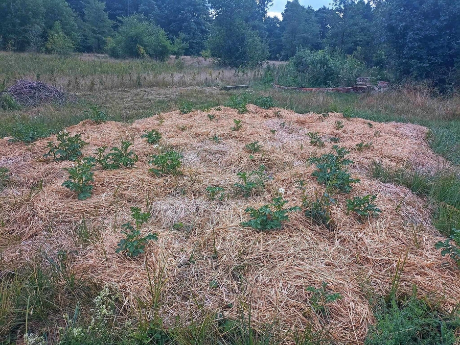 samowystarczalna uprawa ziemniakow w slomie, fot. Permakultura Maliniec