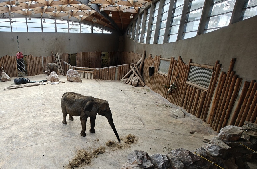 Słonie sawannowe mieszkające w poznańskim Nowym Zoo